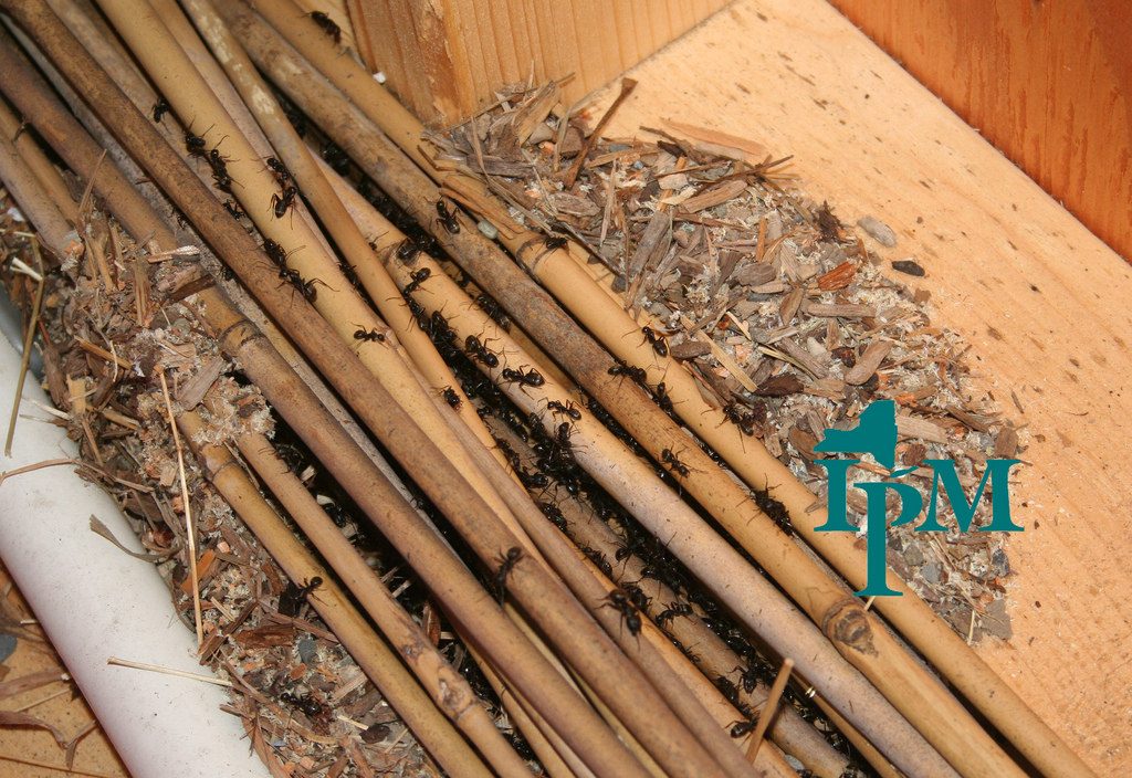 how to get rid of carpenter ants